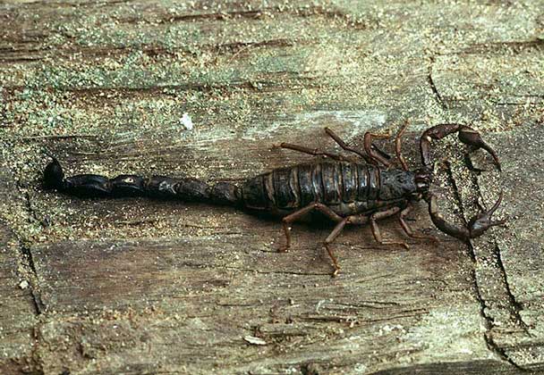 СКОРПИОН - преимущественно ночные животные, прячущиеся под камнями или в норах, а в сумерках выходящие охотиться на насекомых.