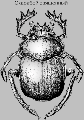 СКАРАБЕЙ СВЯЩЕННЫЙ - крупный средиземноморский жук с характерным металлическим блеском черного тела.