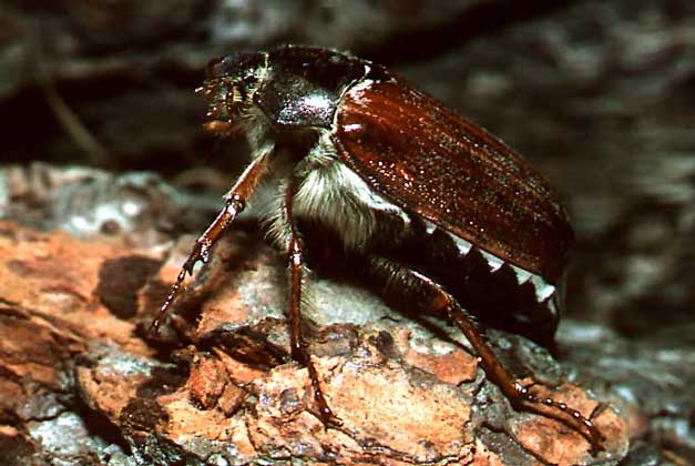 МАЙСКИЙ ХРУЩ (Melolontha melolontha), больше известный как майский жук.
