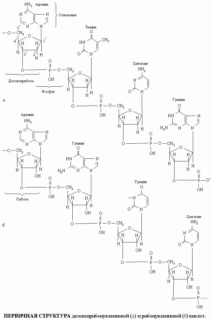 ПЕРВИЧНАЯ СТРУКТУРА дезоксирибонуклеиновой (а) и рибонуклеиновой (б) кислот