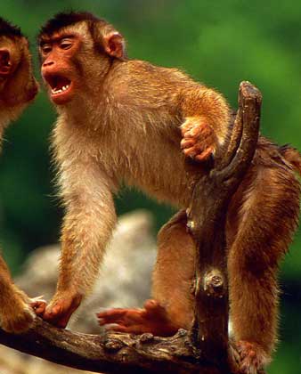 БЕСХВОСТЫЙ МАКАК - единственная обезьяна, обитающая в диком состоянии на европейском континенте (в Гибралтаре).