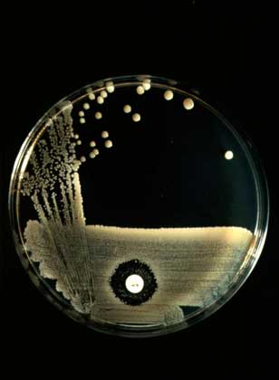 ПЕНИЦИЛЛИН (белая точка). Видно его угнетающее влияние (темное кольцо) на рост колонии стафилококков (полосы).
