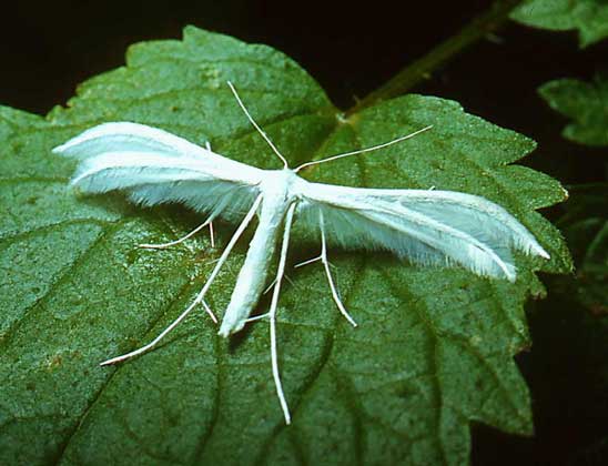 ПАЛЬЦЕКРЫЛКИ, например этот вид Pterophorus pentadactylus, отличаются от прочих бабочек своими продольными рассеченными бахромчатыми крыльями.