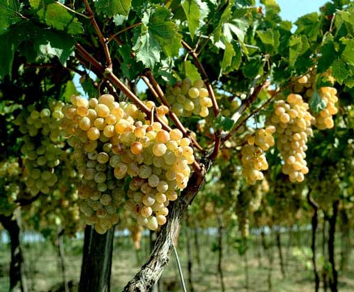 ВИНОГРАД ВИННЫЙ. Более 90% разводимого в мире винограда относится к различным сортам этого вида.