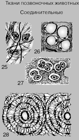 СОЕДИНИТЕЛЬНАЯ ТКАНЬ. Волокнистая соединительная ткань состоит из фиброцитов и расположенных между ними волокон или пучков (25), жировая - из жировых клеток, содержащих крупные жировые включения (26), которые оттесняют все содержимое клеток на периферию; гиалиновый хрящ (27) образован клетками, вырабатывающими вокруг себя основное вещество, или матрикс. На поперечном срезе костной ткани (28) можно видеть структурные элементы кости - гаверсовы каналы (один целиком и половину второго); костные клетки с отходящими от них отростками расположены вокруг центрального канала (не путать в полостью, в которой расположен костный мозг!), через который проходят кровеносные сосуды и нервные волокна.
