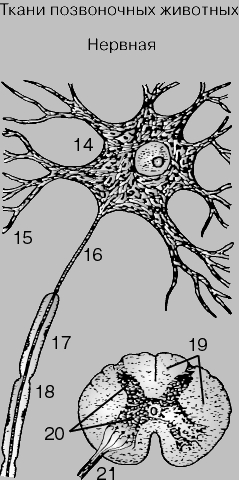 НЕРВНАЯ ТКАНЬ. Главный компонент нервной ткани - нервная клетка, или нейрон (14), от которого отходят ветвящиеся отростки, или дендриты (15), и обычно один длинный отросток - аксон (16), покрытый миелиновой оболочкой (17). На аксоне имеются суженные участки, называемые перехватами Ранвье (18). Внизу справа - спинной мозг в поперечном сечении; показано белое вещество спинного мозга (19), погруженное в особый тип опорной ткани - нейроглию, и серое вещество (20), состоящее из тел нервных клеток, тоже окруженных нейроглией. Аксоны соединяются в толстые пучки (21), образуя нервные волокна, отходящие от спинного мозга и тянущиеся к разным частям тела.