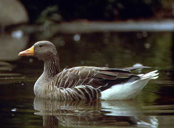 БОЛЕЕ 40 СОВРЕМЕННЫХ ПОРОД домашних гусей, вероятно, выведены на основе дикого серого гуся.