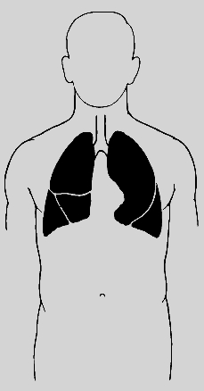 МЕХАНИКА ДЫХАНИЯ. Процесс дыхания включает две фазы: вдох и выдох. Обе протекают при участии дыхательных мышц; важнейшая из них - диафрагма, тонкая мышца, расположенная под легкими и отделяющая грудную полость от брюшной. В расслабленном состоянии диафрагма напоминает купол. При вдохе она сокращается и принимает более плоскую форму, за счет чего объем грудной полости возрастает и воздух засасывается в легкие. При выдохе диафрагма возвращается в расслабленное состояние и вновь принимает куполообразную форму; при этом воздух выталкивается из легких. В глубоком дыхании помимо диафрагмы принимают участие межреберные мышцы. При вдохе они изменяют положение ребер, поднимая их и еще больше увеличивая объем грудной полости. При выдохе межреберные мышцы перемещают ребра вниз, выталкивая воздух из легких с большей силой, чем это способна сделать одна диафрагма. При очень интенсивном дыхании работают также мышцы плеч и шеи: с их помощью ребра поднимаются еще выше, а легкие засасывают больше воздуха.