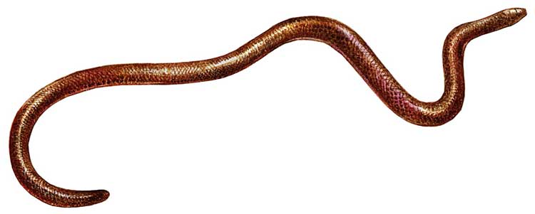 У СЛЕПОЗМЕЕК глаза редуцированы и скрыты под чешуями. Эти змеи мелкие и безобидные - внешне они напоминают земляных червей.