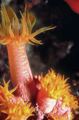 АКТИНИИ (класс коралловые колипы) называют также морскими анемонами за их внешнее сходство с одноименными цветковыми растениями.