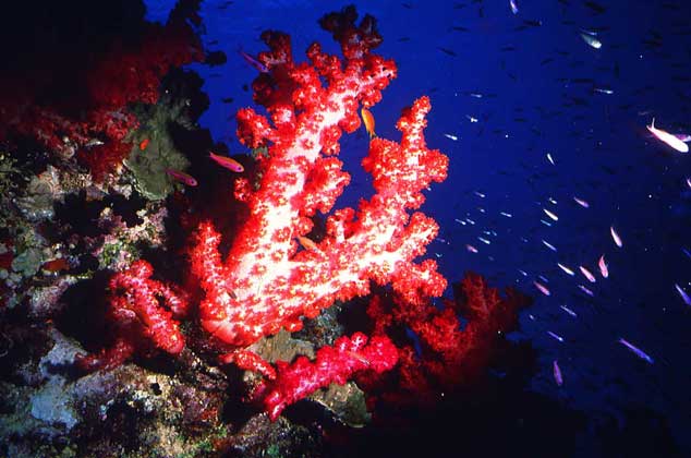 КРАСНЫЕ КОРАЛЛЫ. Для кораллов характерен прочный скелет, состоящий в большинстве случаев из карбоната кальция (известняка). Он сохраняется после смерти полипов, и на месте их колоний образуются коралловые рифы, атоллы и острова.
