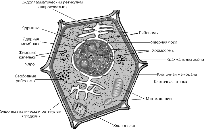 ТИПИЧНАЯ РАСТИТЕЛЬНАЯ КЛЕТКА - схематически изображены основные клеточные структуры.