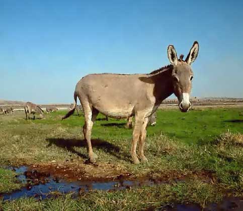 ДИКИЙ ОСЕЛ (Equus asinus), называемый также африканским, относится к тому же роду, что и лошадь с зеброй. На воле это резвое стадное животное. Оно было первым приручено для использования в качестве вьючного скота и в одомашненной форме называется ишаком.