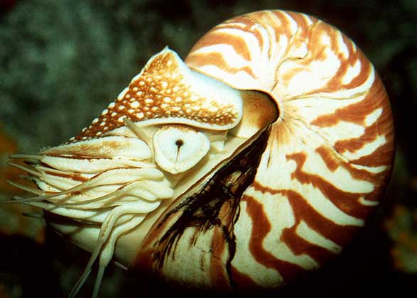НАУТИЛУС имеет многокамерную раковину. Сам моллюск живет в самой крупной последней камере, открывающейся устьем.