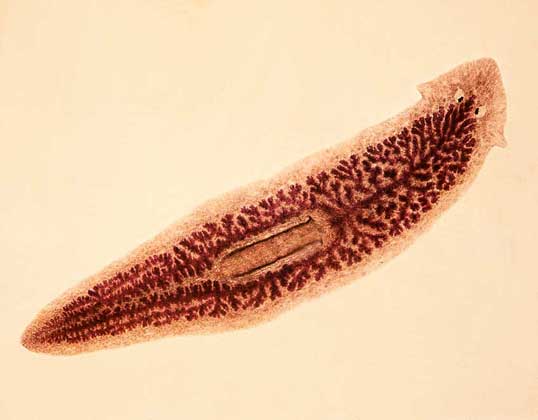 ПЛАНАРИИ - мелкие свободноживущие черви, распространенные главным образом в пресных водоемах. У планарии обособлены пищеварительная, половая, выделительная и нервная системы.