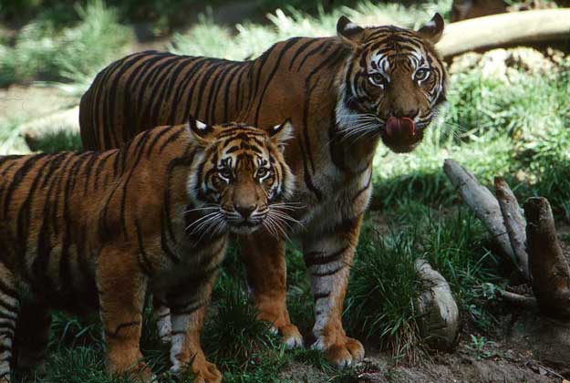 ТИГР - самый крупный зверь семейства кошачьих. На снимке - суматранский подвид этого хищника.