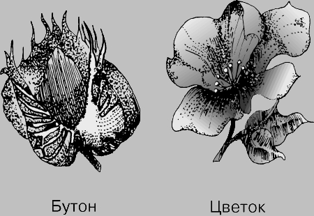 РАЗВИТИЕ КОРОБОЧКИ ХЛОПКА. Листовидные прицветники, образующие подчашие, или обертку, защищают части цветка, который после оплодотворения превращается в плод - коробочку.