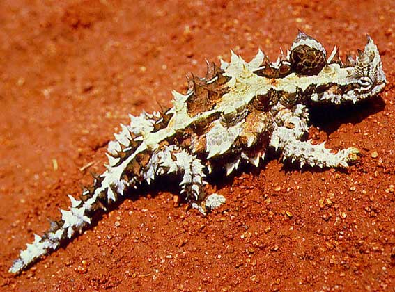 МОЛОХ - причудливого вида ящерица, живущая в песчаных пустынях на юге и западе Австралии.
