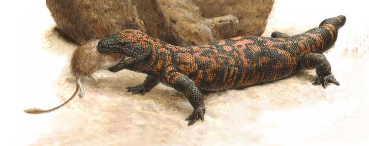 ЯДОЗУБ ЖИЛАТЬЕ - ядовитая ящерица, обычная на юго-западе США и в Мексике.