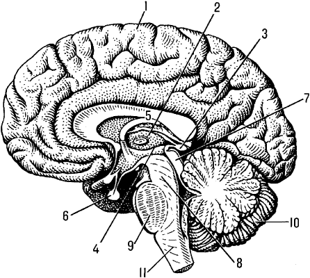 Головной мозг человека.