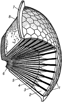 Схема строения аппозиционного (свойственного дневным насекомым) фасеточного глаза.