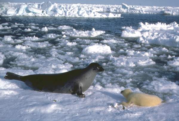 Гренландские тюлени.