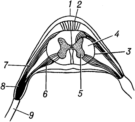 Поперечный разрез спинного мозга (схема).