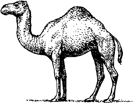 Одногорбый верблюд (дромедар).