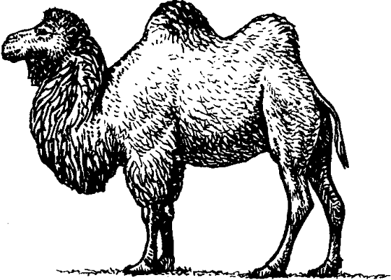 Двугорбый верблюд (бактриан).