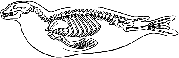 Скелет тюленя.