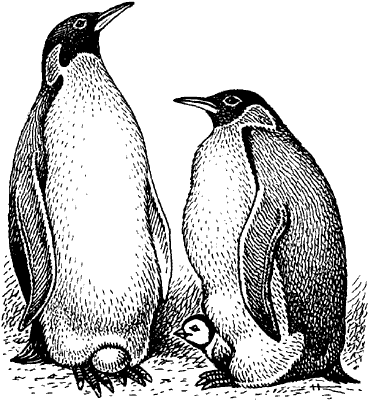 Императорский пингвин.