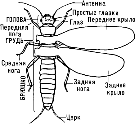 Схематическое изображение типичного крылатого насекомого.