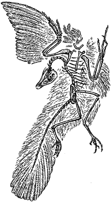 Скелет археоптерикса.