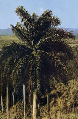 Королевская пальма (Куба).