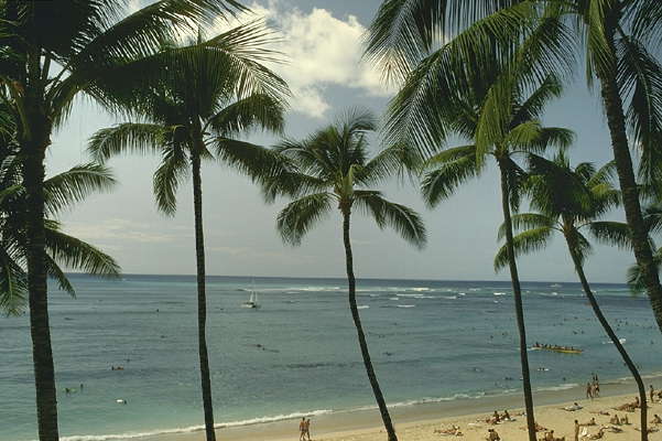 Пальмы на пляже Гавайских островов.