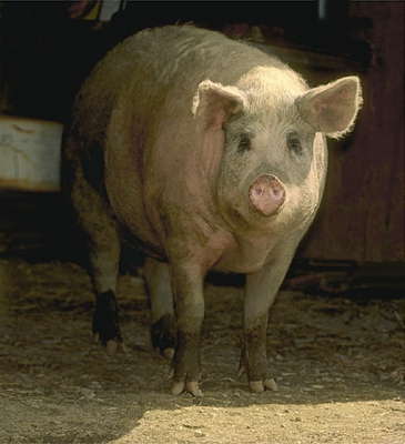 Различные представители семейства парнокопытных: свинья.