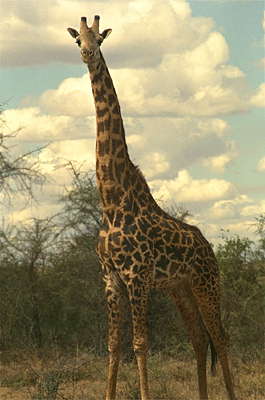 Различные представители семейства парнокопытных: жираф.