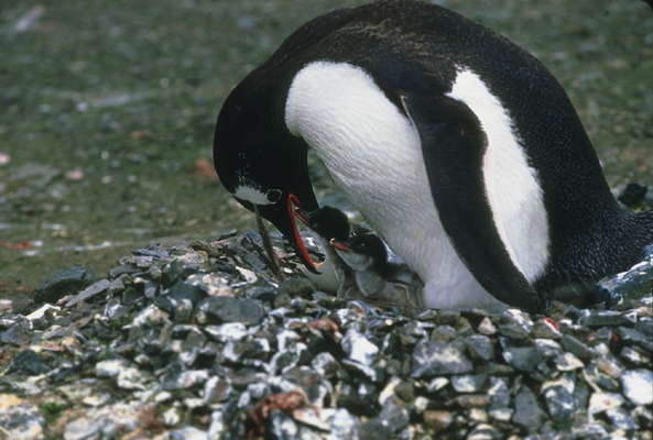 Пингвин, кормящий птенца.