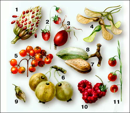 Типы плодов: многолистовка (1 - магнолия); многоорешек (2 - земляника, 3 - шиповник); крылатка (4 - клён); яблоко (5 - рябина, 6 - яблоня); однокостянка (миндаль: 7 - косточка, 8 - невскрывшийся плод); боб (9 - аморфа); многокостянка (10 - малина); ягода