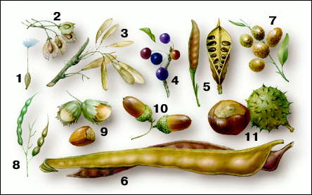 Типы плодов: семянка (1 - одуванчик); крылатка (2 - ильм, 3 - ясень);однокостянка (4 - вишня); боб (5 - корагана,6 - гледичия); однолистовка (7 - живокость); стручок (8 - дикая редька); орех (9 - лещина); желудь (10 - дуб); коробочка (5 - конский каштан,