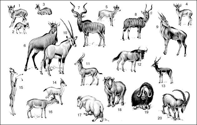Полорогие: 1 - кустарниковый дукер; 2 - карликовая антилопа; 3 - сомалийский дикдик; 4 - антилопа-прыгун; 5 - четырёхрогая антилопа; 6 - нильгау; 7 - большой куду; 8 - бонго; 9 - канна; 10 - орикс; 11 - личи; 12 - голубой гну; 13 - гарна; 14 - джейран; 1