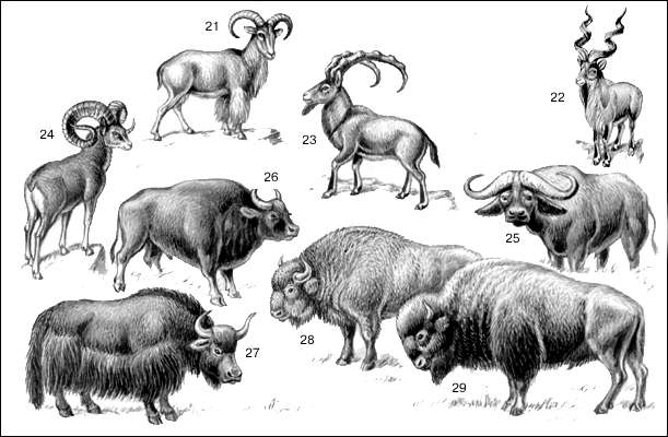 Полорогие: 21 - гривистый баран; 22 - винторогий козёл; 23 - бородатый козёл; 24 - горный баран (архар); 25 - африканский буйвол; 26 - гаур; 27 - як; 28 - зубр; 29 - бизон.