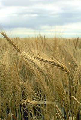 Пшеничный колос.