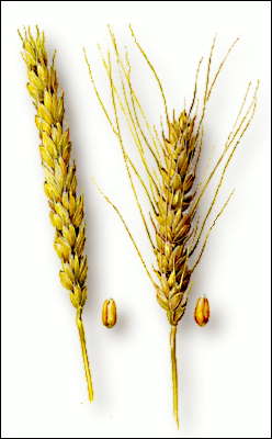Пшеница (колоски).