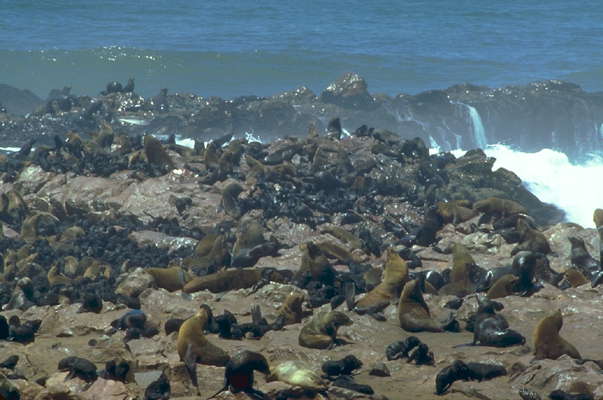 Колония морских котиков на мысе Кейп-Кросс насчитывает более 100 тысяч особей.
