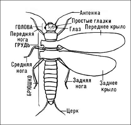 Насекомые. Схематическое изображение типичного крылатого насекомого.