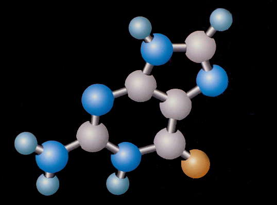 Модель молекулы гуанина.