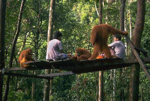 Орангутаны в парке. Суматра.