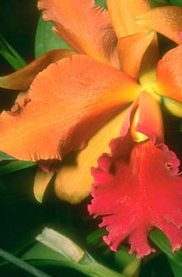 Оранжевая орхидея.