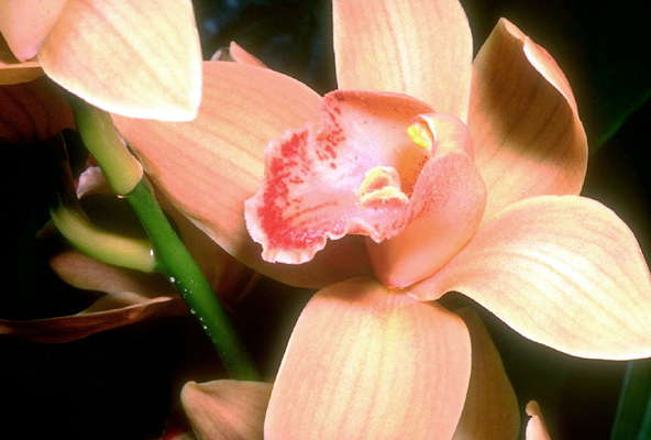 Персиковая орхидея.